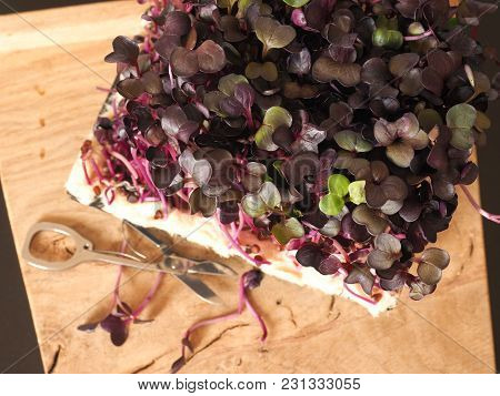 Red Radish Sprouts In A Wooden Box On A Ktichen Table