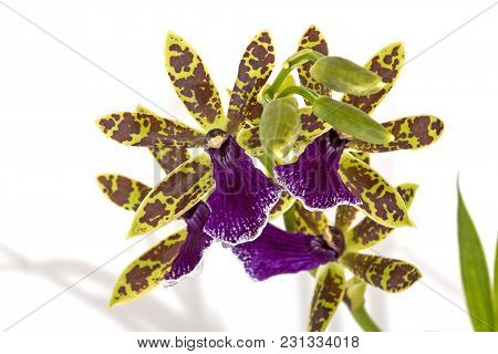Colorful Patterns And Textures Of Blooming Violet Oncidium Orchid