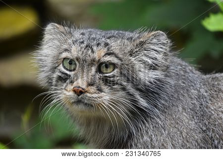 Close Up Portrait Of Manul Pallas Cat