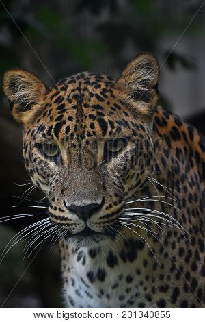 Face To Face Close Up Portrait Of Persian Leopard (panthera Pardus Saxicolor) Looking At Camera, Low
