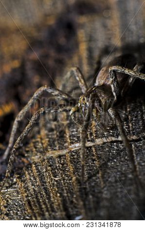 A Spider On A Wooden Log With A Suitable Color Under The Camouflage Of A Spider. Merging With The Ba