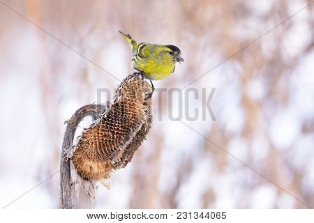 Eurasian Siskin (spinus Spinus) Sits On A Basket Of Sunflower With Seed In The Beak.