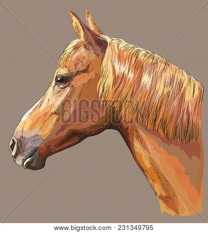Colorful Portrait Of Sorrel Horse. Horse Head With Long Mane In Profile Isolated Vector Hand Drawing