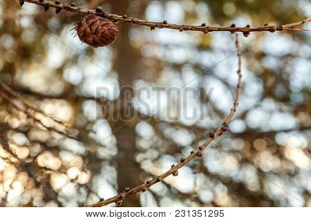 Beautiful Larch Cones And Branch Twig With Green Background. Closeup Of Opening Bud Of European Larc
