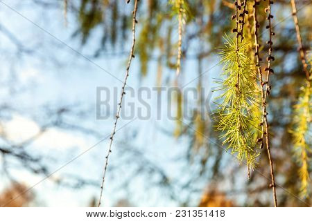 Beautiful Larch Cones And Branch Twig With Green Background. Closeup Of Opening Bud Of European Larc
