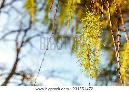 Beautiful Larch Cones And Branch Twig With Green Background. Closeup Of Opening Bud Of European Larc