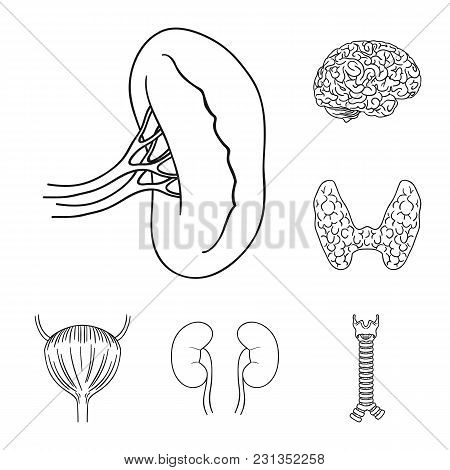 Human Organs Outline Icons In Set Collection For Design. Anatomy And Internal Organs Vector Symbol S
