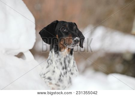 Dachshund Dog Piebald Colours Snow Winter Garden