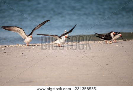 Flock Of Black Skimmer Terns Rynchops Niger On The Beach At Clam Pass