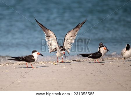 Flock Of Black Skimmer Terns Rynchops Niger On The Beach At Clam Pass