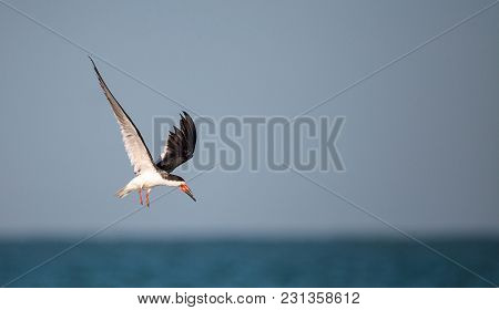 Flock Of Black Skimmer Terns Rynchops Niger On The Beach At Clam Pass