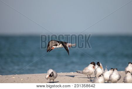Flock Of Black Skimmer Terns Rynchops Niger On The Beach At Clam Pass