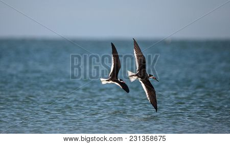 Flock Of Black Skimmer Terns Rynchops Niger On The Beach At Clam Pass