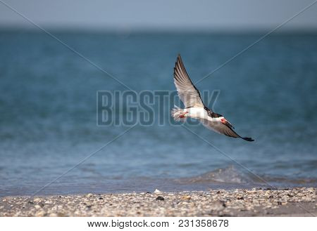 Flock Of Black Skimmer Terns Rynchops Niger On The Beach At Clam Pass