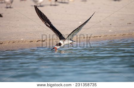 Flock Of Black Skimmer Terns Rynchops Niger On The Beach At Clam Pass
