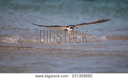Flock Of Black Skimmer Terns Rynchops Niger On The Beach At Clam Pass