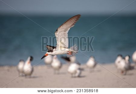 Flock Of Black Skimmer Terns Rynchops Niger On The Beach At Clam Pass