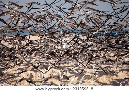 Flock Of Black Skimmer Terns Rynchops Niger On The Beach At Clam Pass