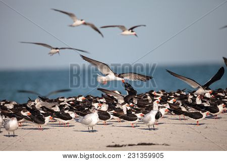 Flock Of Black Skimmer Terns Rynchops Niger On The Beach At Clam Pass