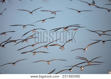 Flock Of Black Skimmer Terns Rynchops Niger On The Beach At Clam Pass