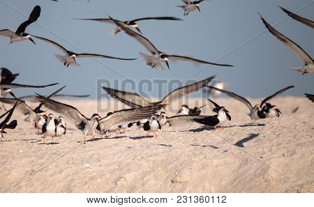 Flock Of Black Skimmer Terns Rynchops Niger On The Beach At Clam Pass