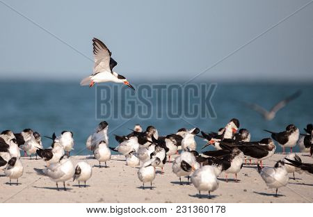 Flock Of Black Skimmer Terns Rynchops Niger On The Beach At Clam Pass