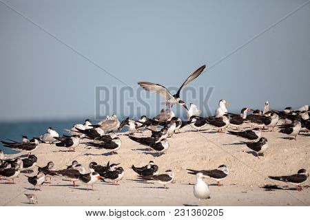 Flock Of Black Skimmer Terns Rynchops Niger On The Beach At Clam Pass