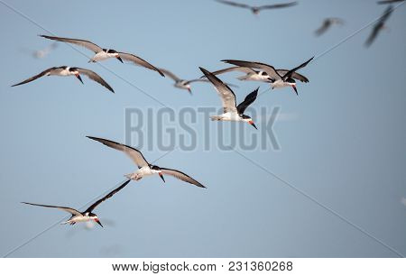 Flock Of Black Skimmer Terns Rynchops Niger On The Beach At Clam Pass