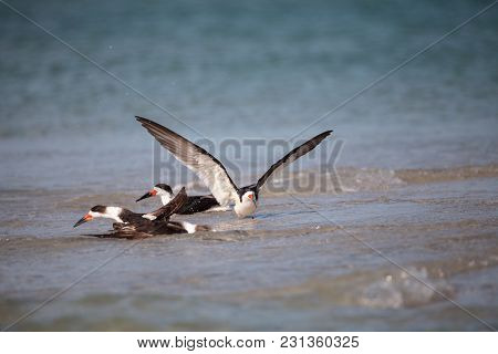 Flock Of Black Skimmer Terns Rynchops Niger On The Beach At Clam Pass