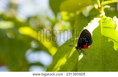 Black And Orange Red Atala Butterfly Called Eumaeus Atala