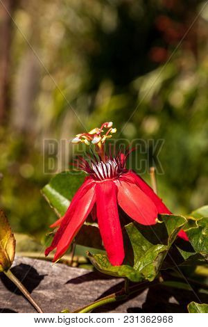 Scarlet Flame Red Passionflower Called Passiflora Miniata