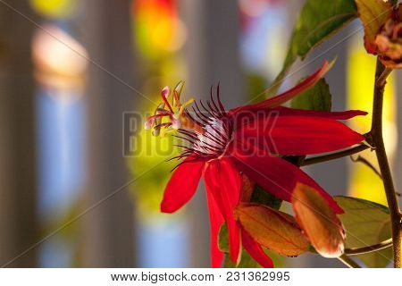 Scarlet Flame Red Passionflower Called Passiflora Miniata
