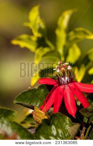 Scarlet Flame Red Passionflower Called Passiflora Miniata