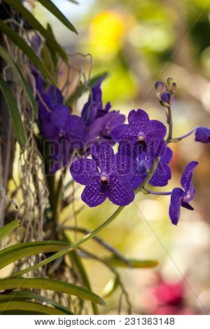 Purple Spotted Aranda Orchid Flowers