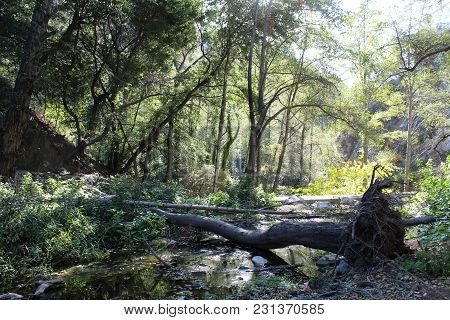 The Forest Of The Fallen Green Trees