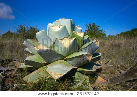 Agave pitera cut plant from mediterranean core without leaves