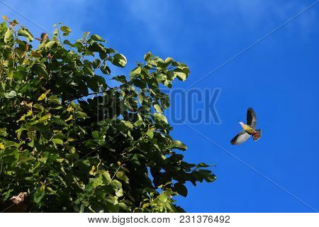 Pink-necked Green Pigeon Birds Flying With Little Tree Branches For Nesting In The Sky