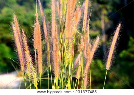 Close Up Group Of Reed Flower On Branch With Forest Burred Background