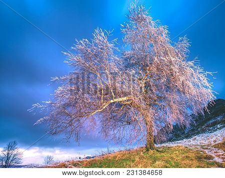 Icy Tree Branches Sway In Freeze Wind At Night. Shinning Ice On Twigs, On The Branches, The Ice Cove