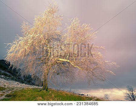 Icy Tree Branches Sway In Freeze Wind At Night. Shinning Ice On Twigs, On The Branches, The Ice Cove