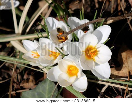 White Crocus With Yellow Center In Spring, First Bee Collecting Nectar