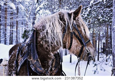 The North Of Scandinavia Market Horse Winter