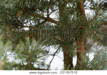 Pine Cone Before Spring Dissolution Of Seeds