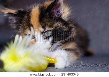 Small Color Kitten Playing With A Toy.