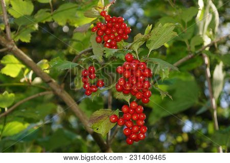 Viburnum Red Berries - Wild Bush Of Viburnum Red Berries In A Forest Next To Hamburg Germany