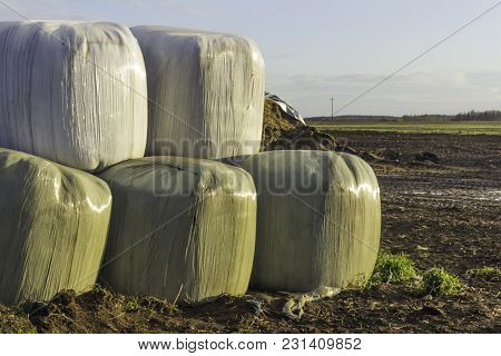 Stacked Like A Pyramid,round Bales Of Hay And Silage Wrapped In A White Membrane.food For Cows  Is S