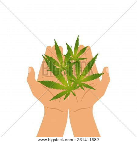 Green Marijuana Leaves In Human Hands Isolated On White Background. Medical Cannabis In Arms - Vecto