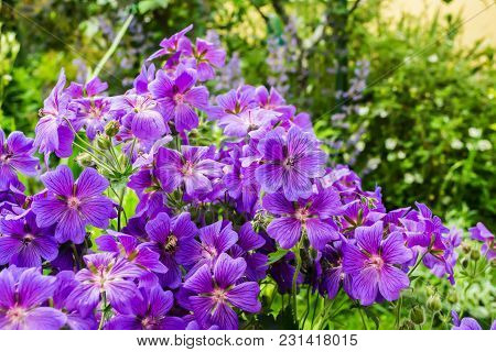 Geranium flowers bloom in the garden in Poland on June.