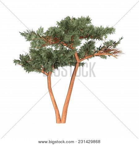 3D Rendering Acacia Tree On White