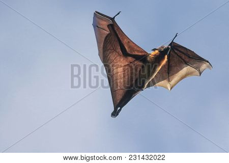 Male Of Indian Flying Fox Bat On The Sky,  Pteropus Giganteus
